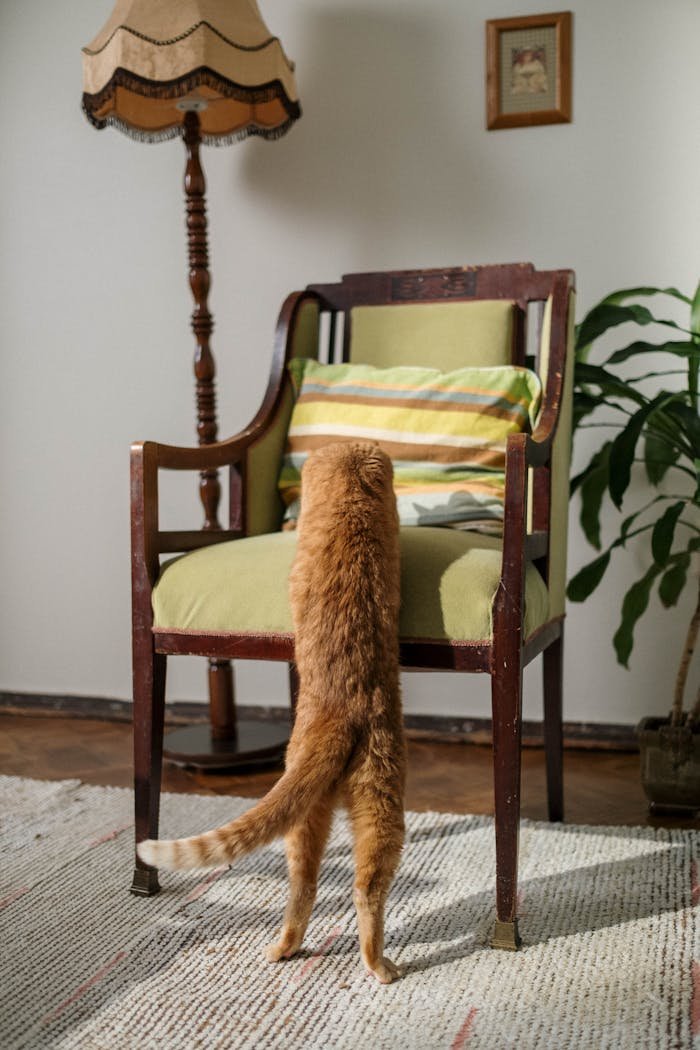 An adorable orange cat standing on its hind legs to reach a chair in a cozy, sunlit room.